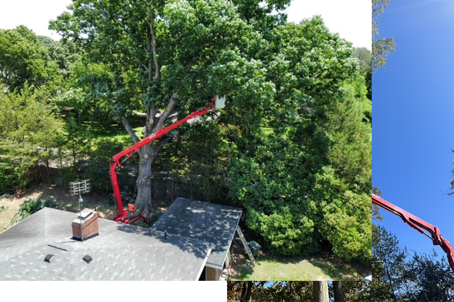 Greensboro tree