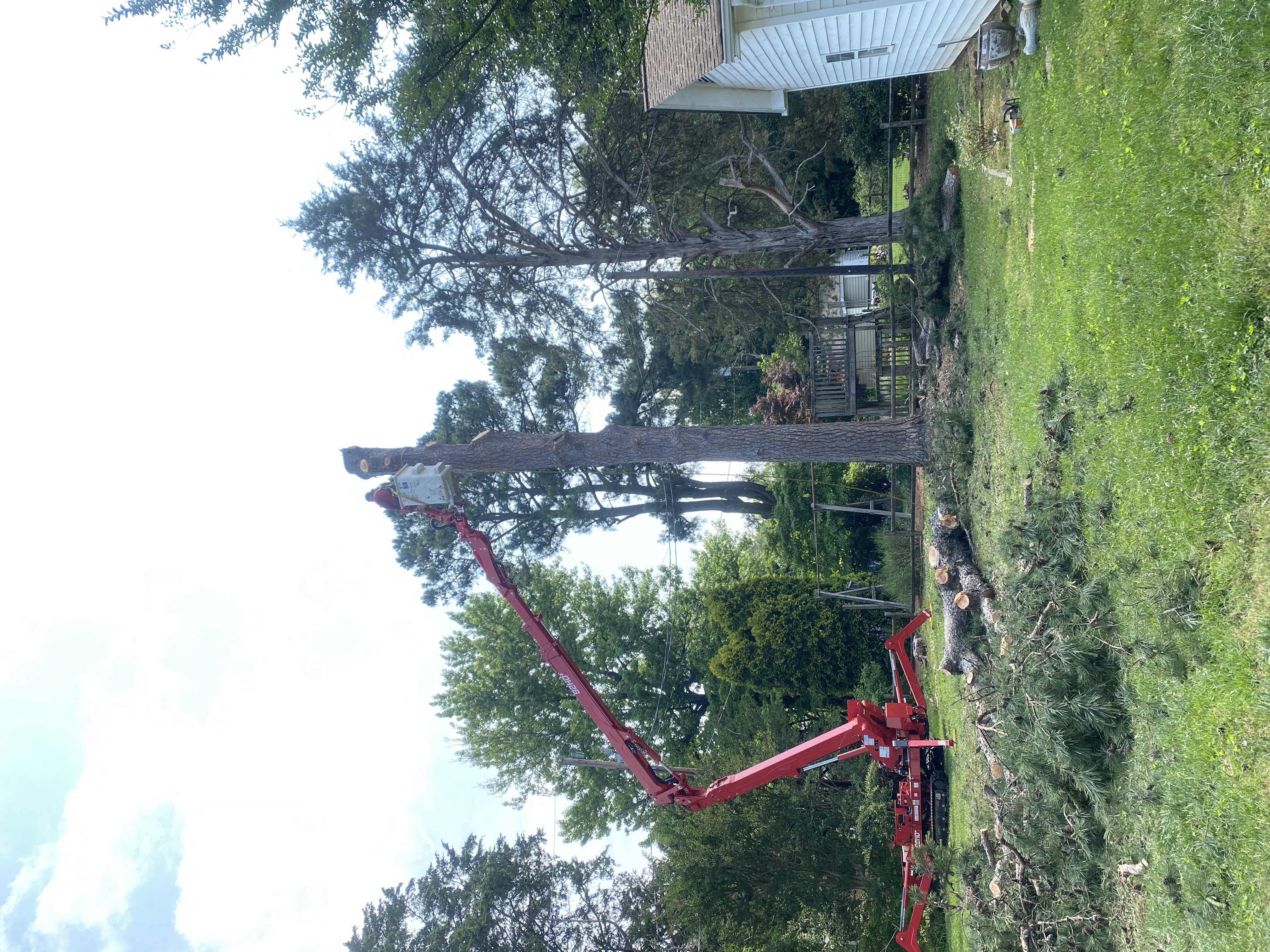 tree cutting
