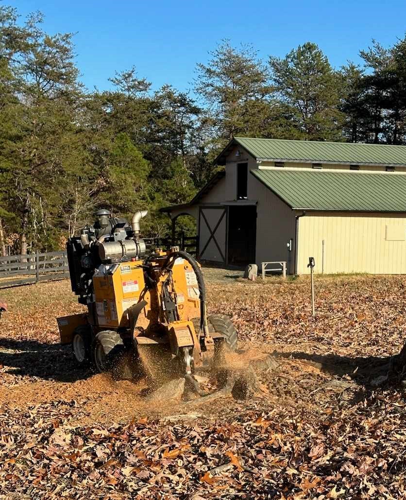 tree removal tree pruning