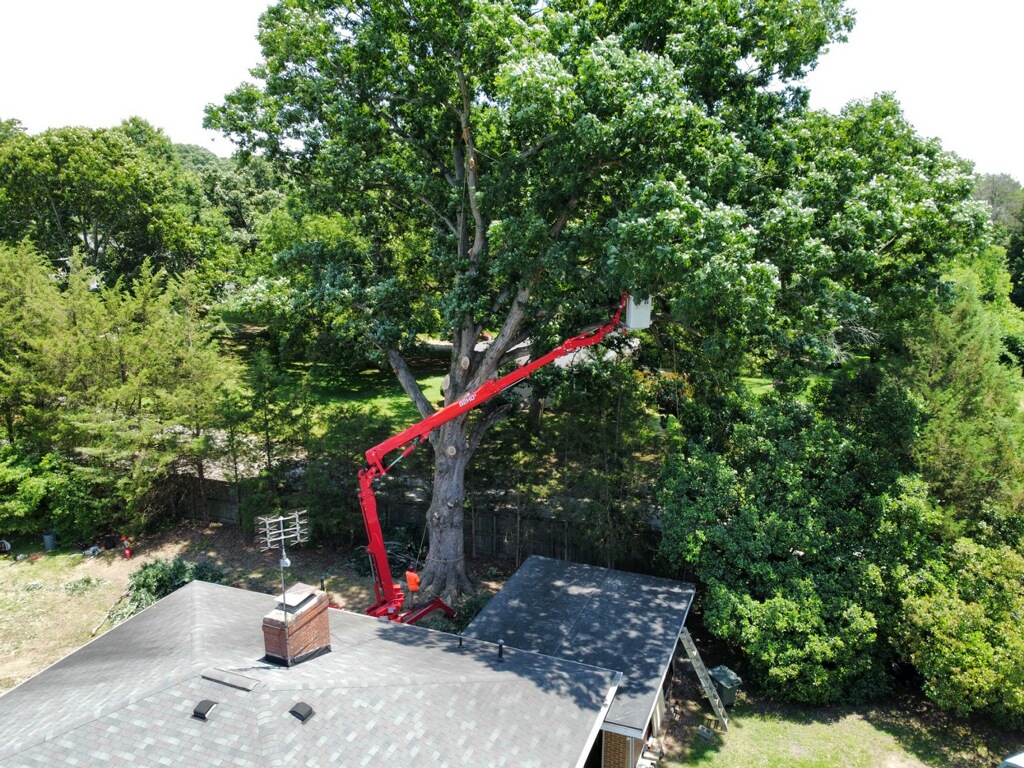 tree trimming